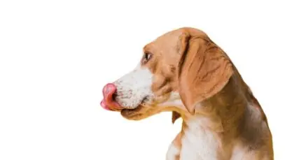 alimentação natural para cães