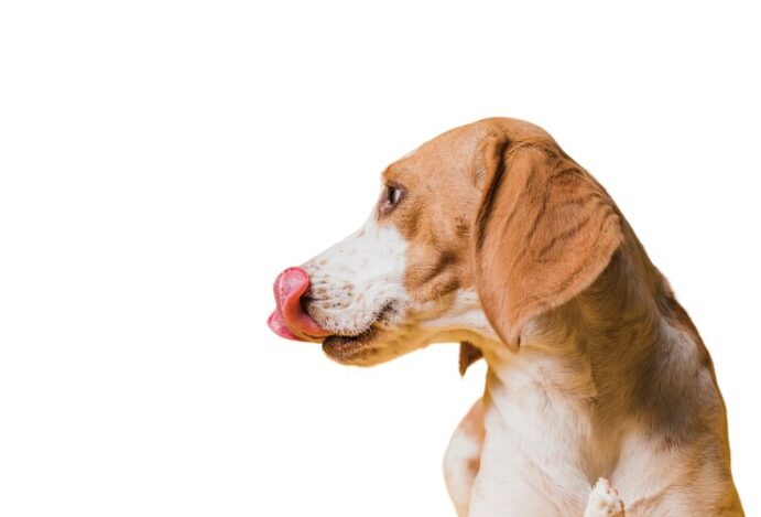 alimentação natural para cães