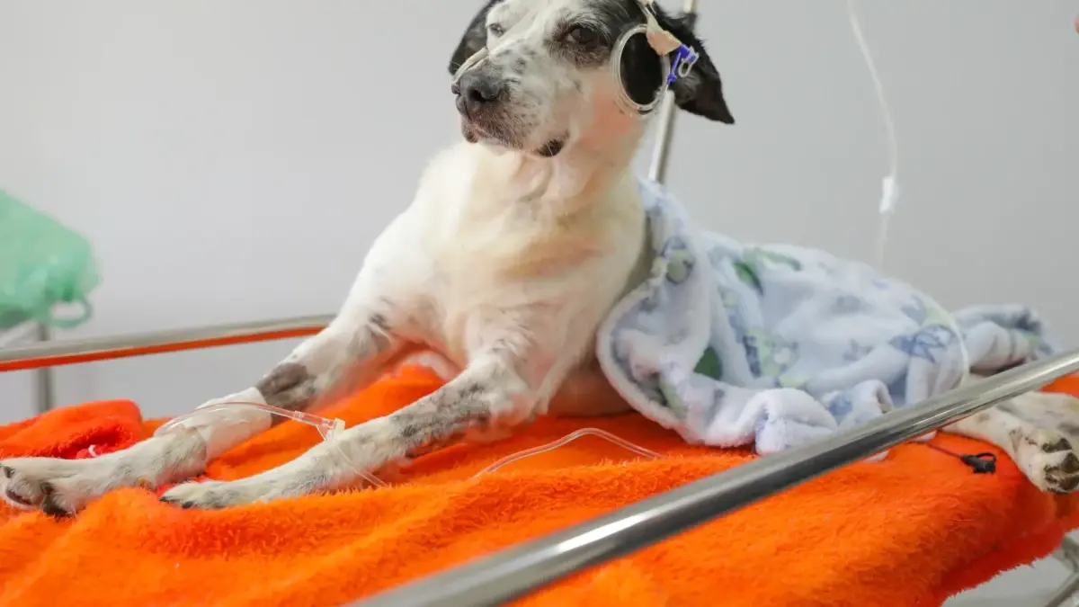 Hérnia em cachorro: saiba como proteger seu pet