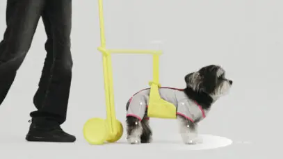 Mobilidade de cães idosos
