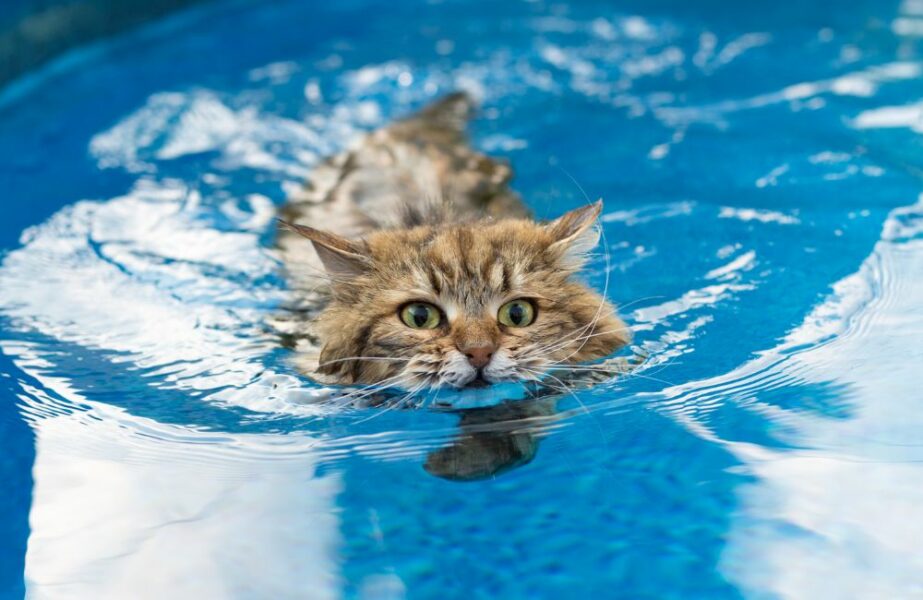 gato sabe nadar