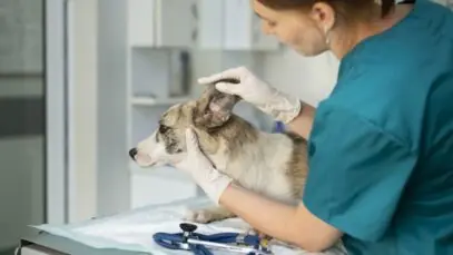 medicina veterinária