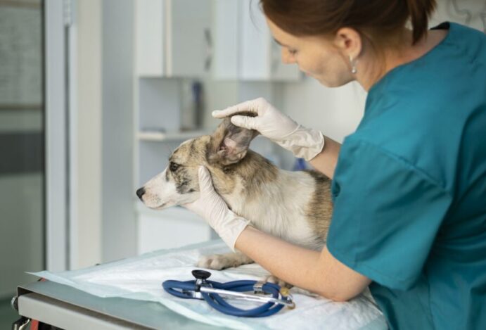 medicina veterinária