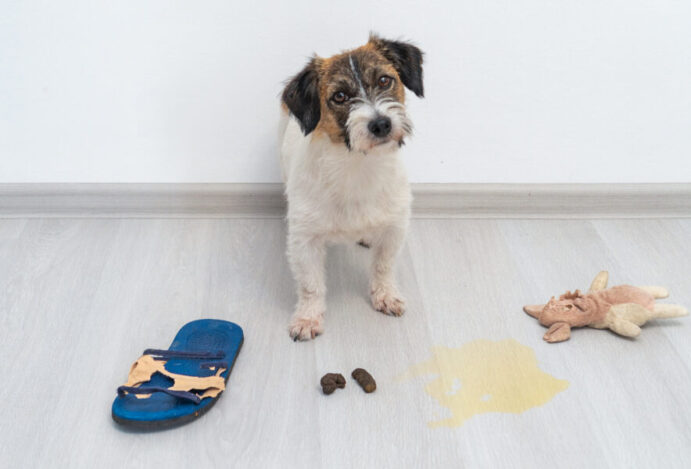 Como ensinar seu cachorro a fazer xixi no lugar certo