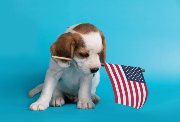 maiores pet shops dos Estados Unidos