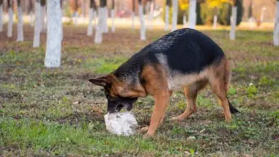 cachorro come barro