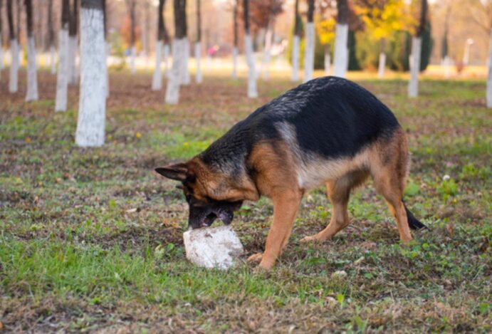 cachorro come barro