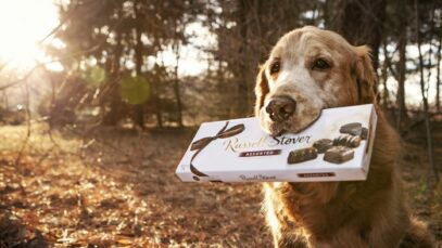 Páscoa segura: por que os pets não podem comer chocolate?