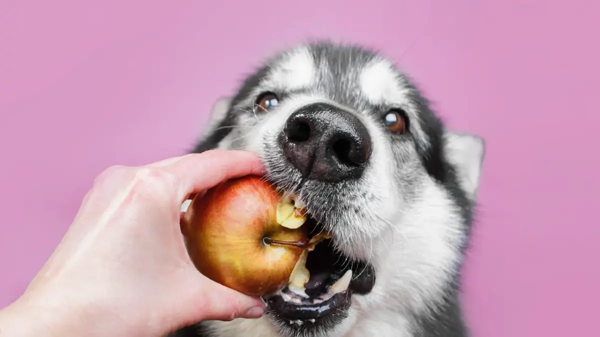 Frutas que pets podem comer
