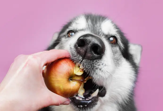Frutas que pets podem comer