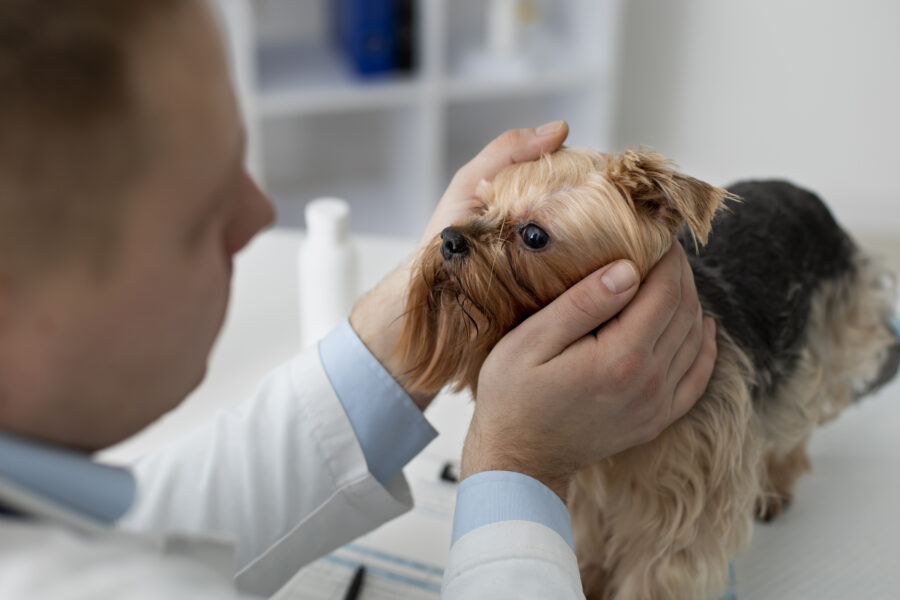 glaucoma em cachorro