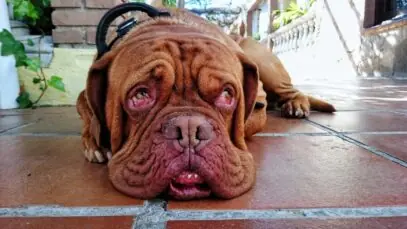 Glaucoma em cães