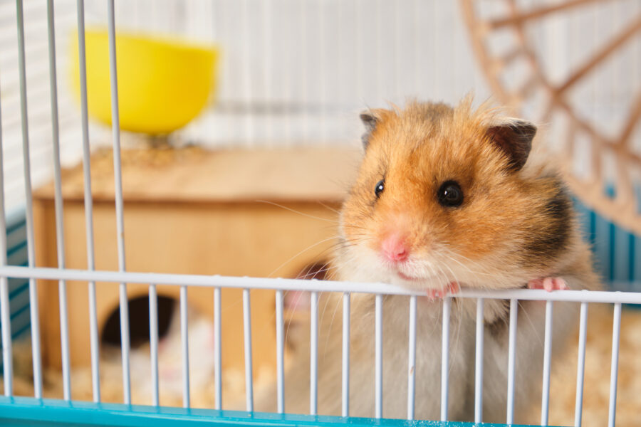 hamster rói a gaiola
