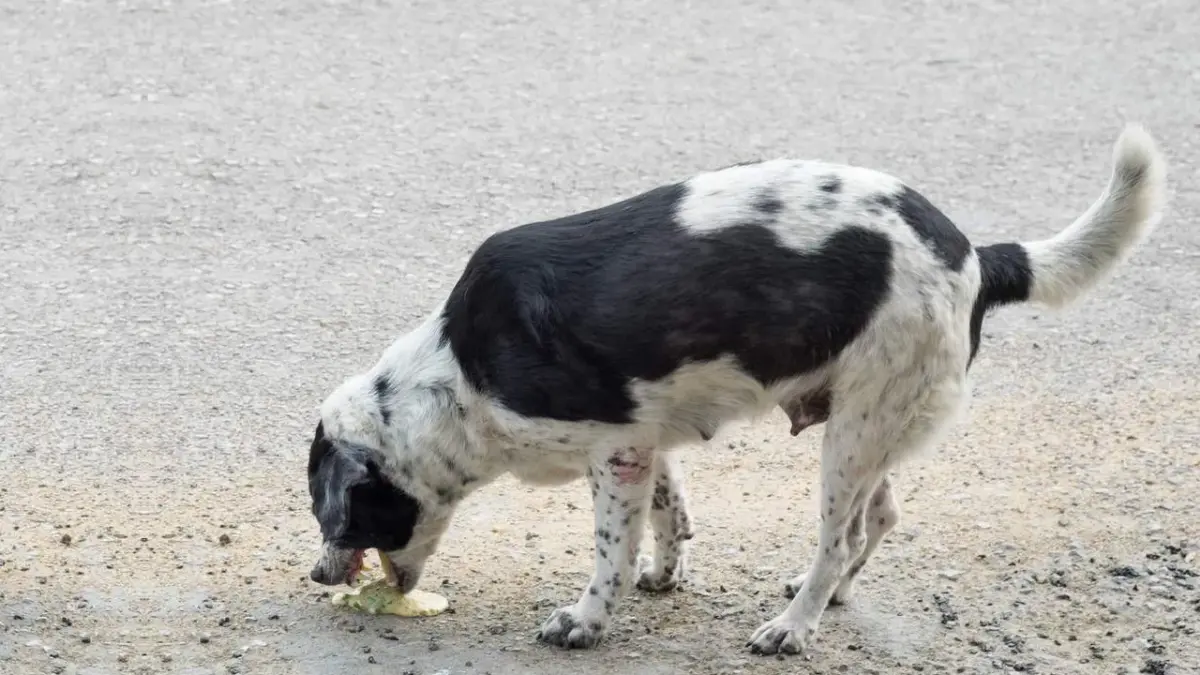 Gastroenterite em cães