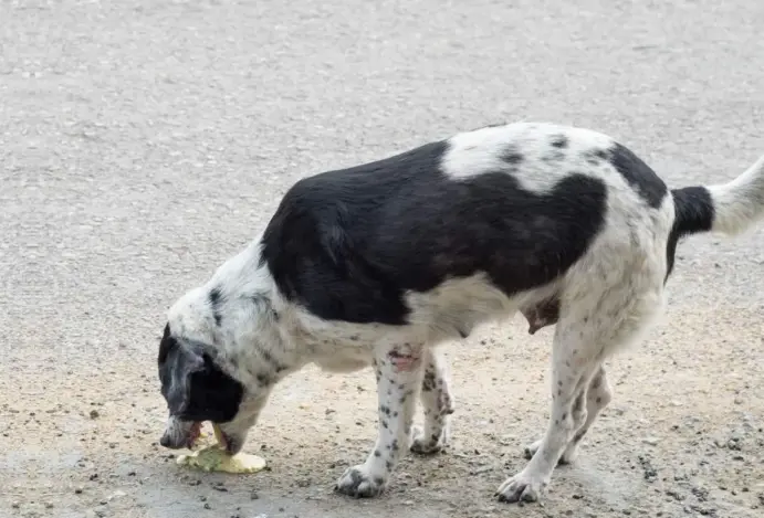 Gastroenterite em cães