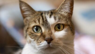 Orelhas dos gatos: entenda o que eles estão sentindo Orelhas dos gatos: entenda o que eles estão sentindo