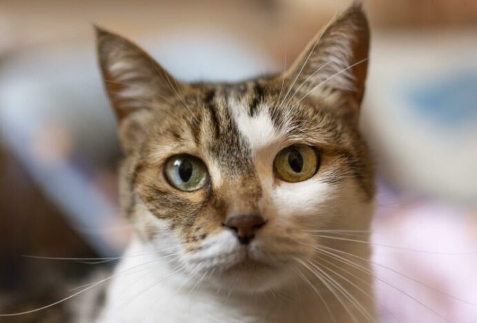 Orelhas dos gatos: entenda o que eles estão sentindo