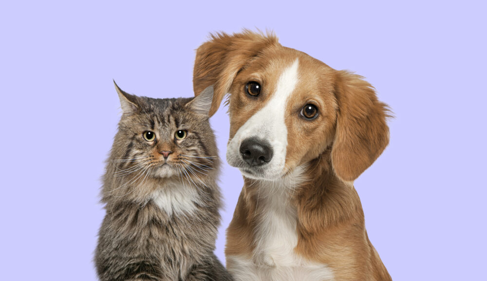 castração de cães e gatos