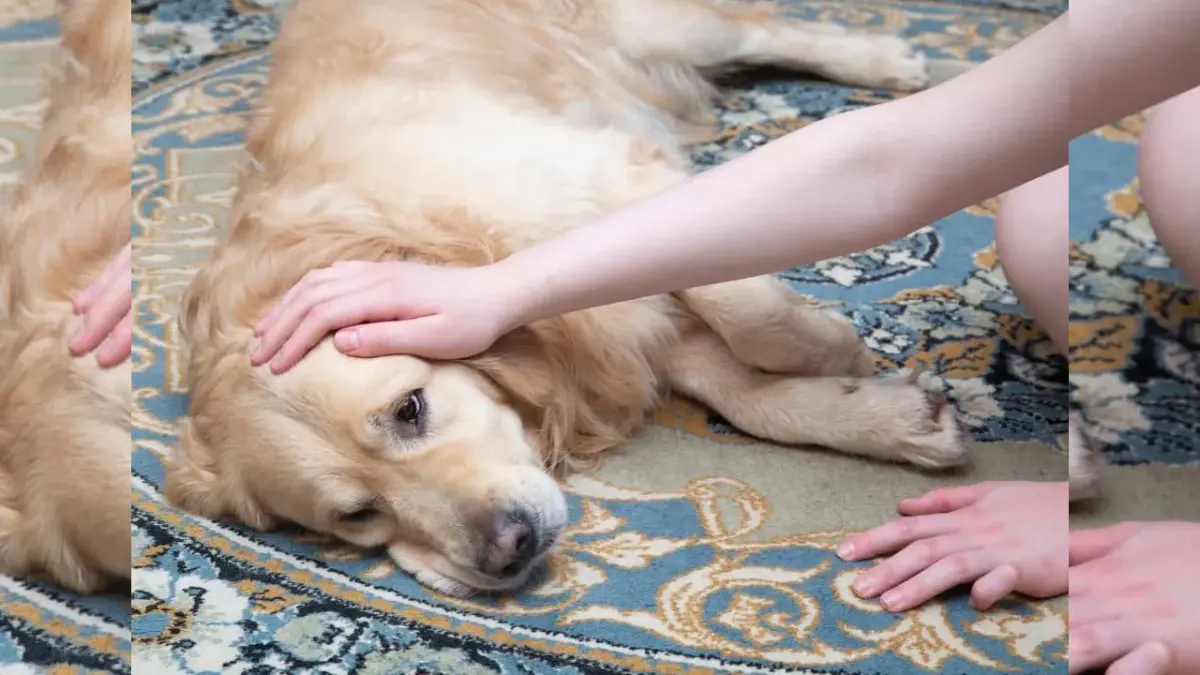 Giárdia em cachorros: o que fazer para proteger e tratar seu pet