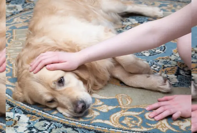 Giárdia em cachorros: o que fazer para proteger e tratar seu pet
