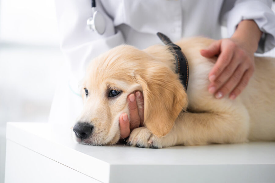 gastroenterite em cachorros