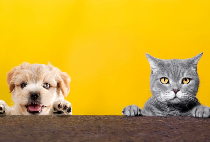 Março amarelo: combate as doenças renais em pets