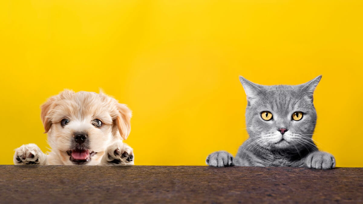 Março amarelo: combate as doenças renais em pets