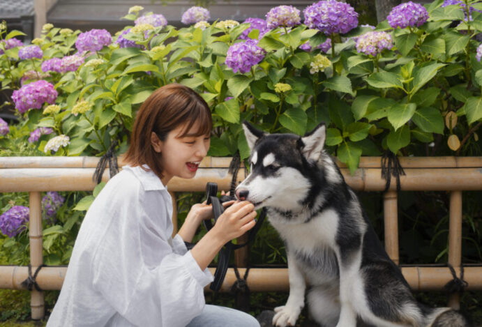 tecnologia para pets