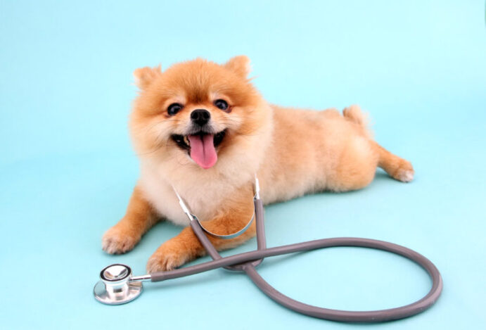 planos de saúde para pet
