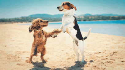 Praia para cachorro