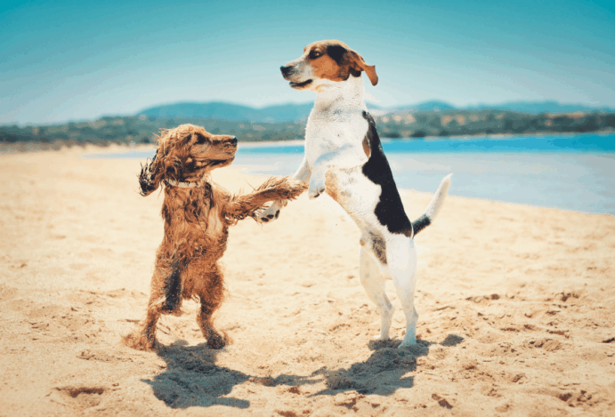 Praia para cachorro