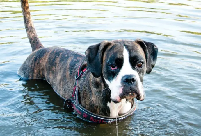 Como proteger os pets em caso de alagamentos