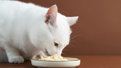 nutrição para gatos