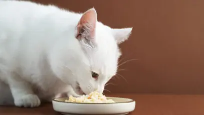 nutrição para gatos