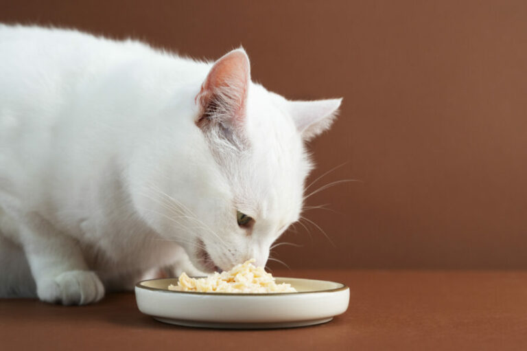 nutrição para gatos