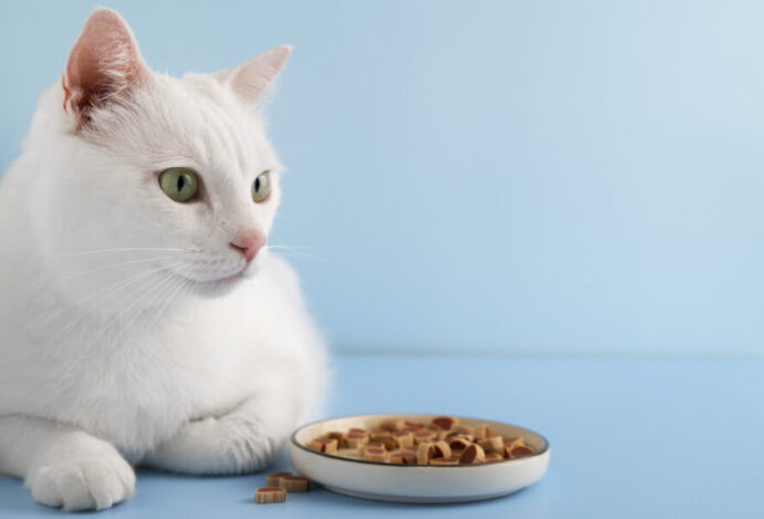Por que meu gato come o tempo todo?