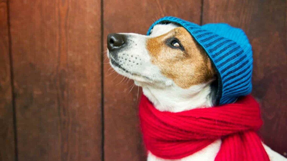 Roupa para pet frio