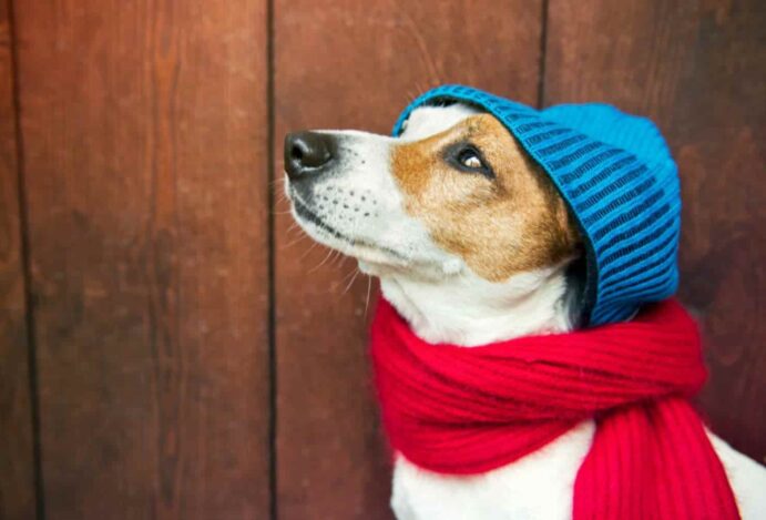 Roupa para pet frio