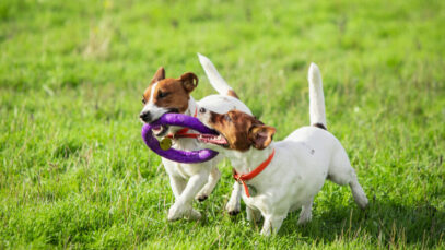 Selo Pet Friendly