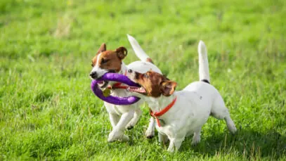 Selo Pet Friendly