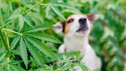 canabidiol para cães