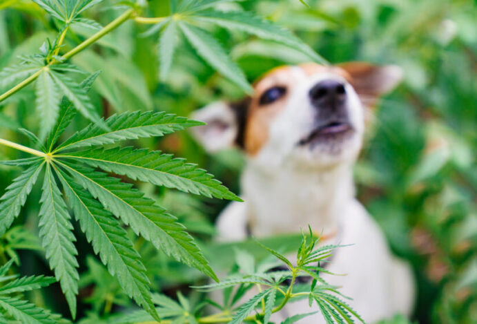 canabidiol para cães