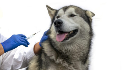 vacina para cachorros com câncer