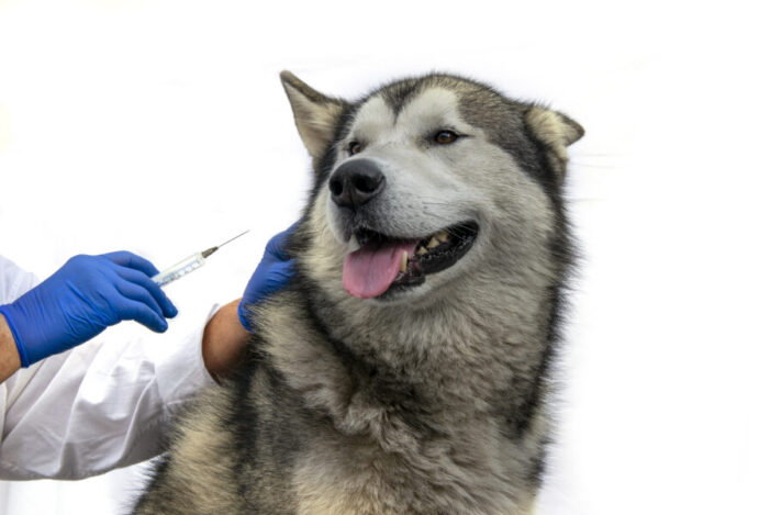 vacina para cachorros com câncer