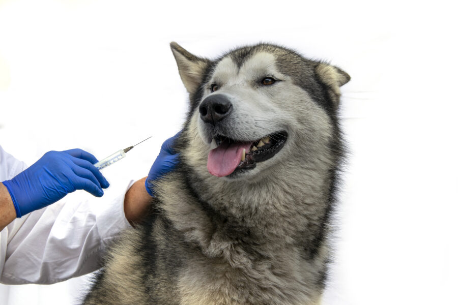 vacina para cachorros com câncer 