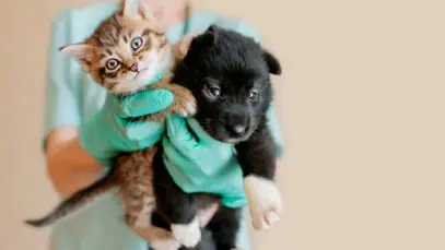 Mercado de pet care