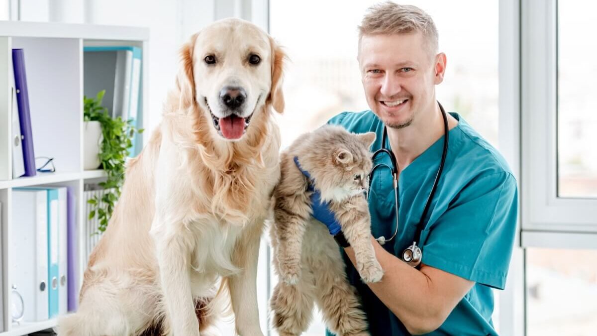 Quando os pets devem fazer check-up veterinário?
