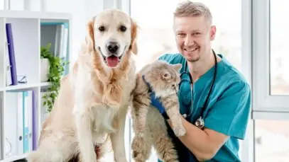 Quando os pets devem fazer check-up veterinário?
