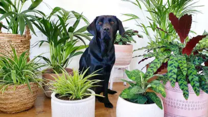 s plantas tóxicas para pets
