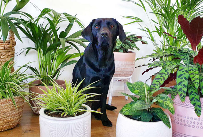 s plantas tóxicas para pets